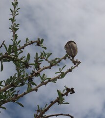 Sesamothamnus guerichii, photograph author not stated, no rights reserved