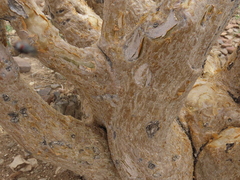 Sesamothamnus guerichii, photograph author not stated, no rights reserved