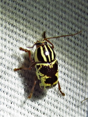 Bi-blotched Cryptocephalus photo 5