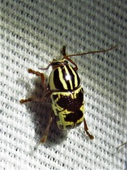 Cryptocephalus leucomelas