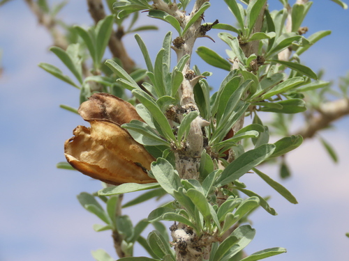 Sesamothamnus guerichii