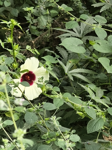 Monarch Rosemallow (Hibiscus radiatus)