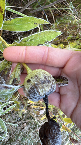 Unknown species found near Cranberry Rd, Finland, MN, US