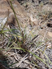Sorghum leiocladum