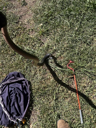Red-bellied Black Snake sighting