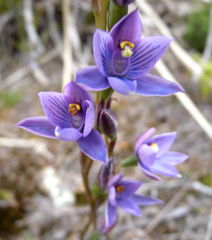 Thelymitra × dentata