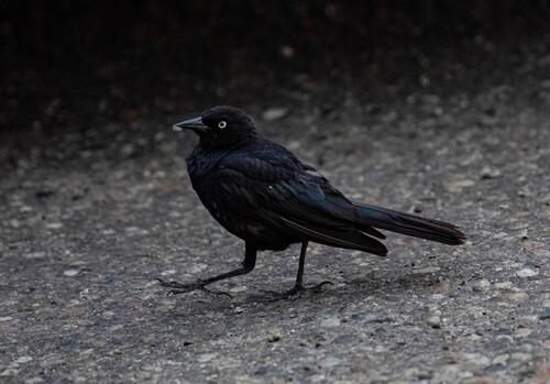 Brewer's Blackbird
