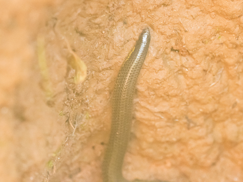 Elliot's Earth Snake