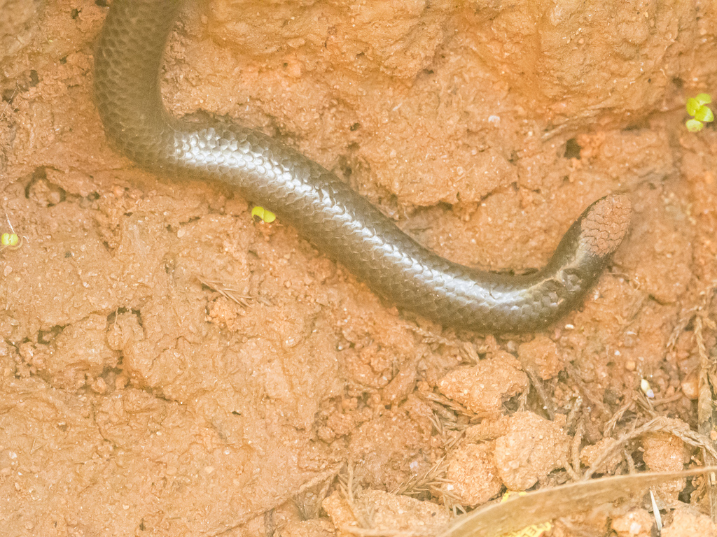 Elliot's Earth Snake