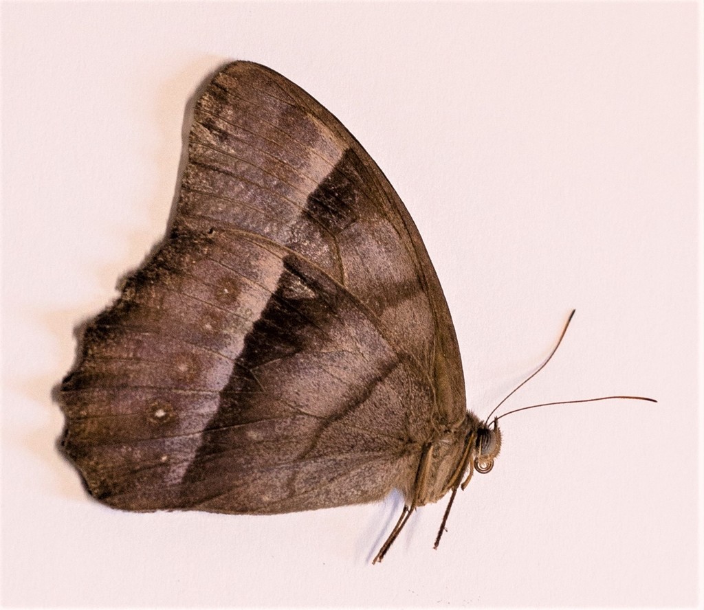 Taygetis zippora