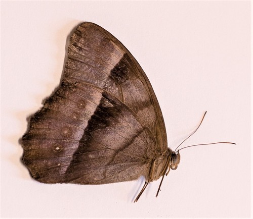 Taygetis zippora