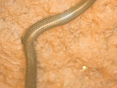 Uropeltis ellioti