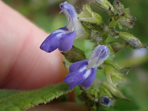 Xalapan Blue Sage (Salvia xalapensis)
