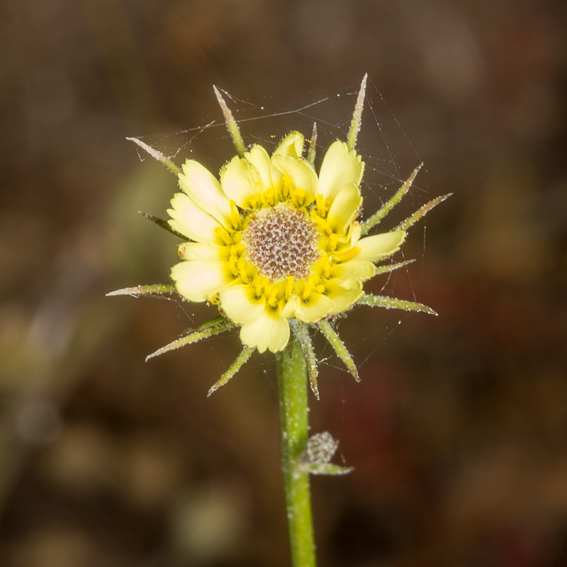 Umbrella Milkwort
