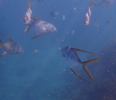 Trachinotus rhodopus