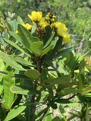 Acridocarpus natalitius
