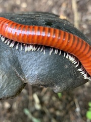 Centrobolus albitarsis