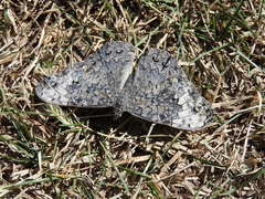 Hamadryas glauconome