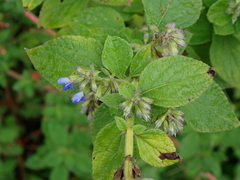 Salvia xalapensis, photograph author not stated, no rights reserved