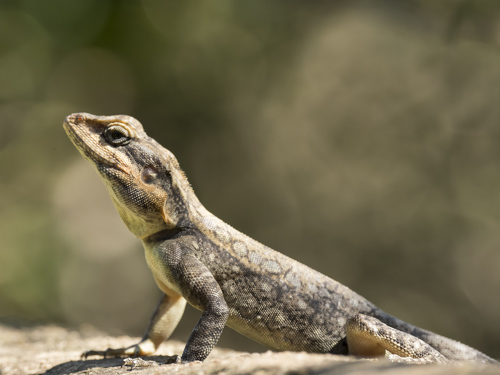 South Indian Rock Agama