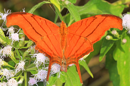 Ruddy Daggerwing photo 4