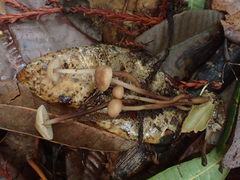 Mycetinis copelandii