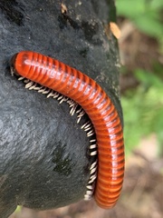 Centrobolus albitarsis