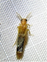 Distremocephalus texanus