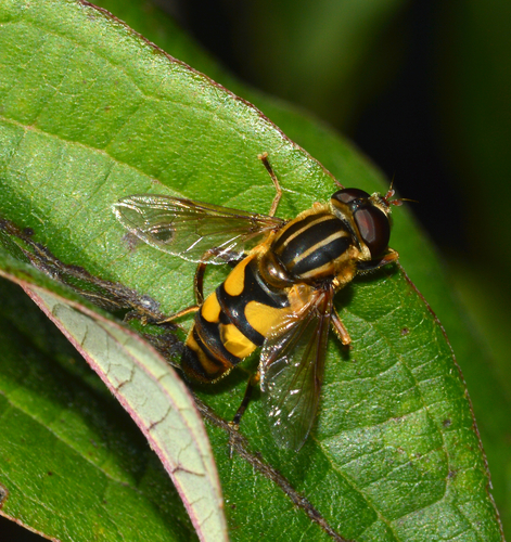 Unknown species found near Lexington, KY, USA