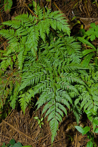 Dryopteris cinnamomea, 2025-10-14
