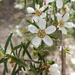 Leptospermum deanei - Photo (c) Peter Woodard, some rights reserved (CC BY-NC), uploaded by Peter Woodard