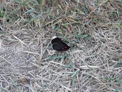 Melanis acroleuca acroleuca