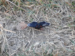 Melanis acroleuca acroleuca