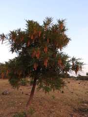 Alvaradoa amorphoides