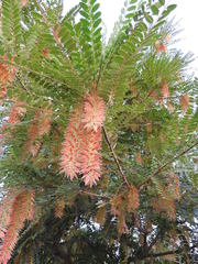 Alvaradoa amorphoides