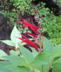 Salvia elegans sonorensis