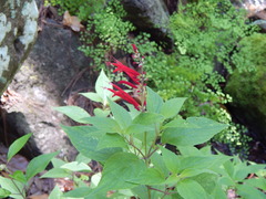 Salvia elegans sonorensis