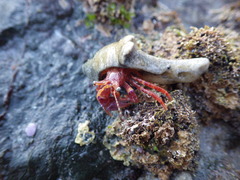 Diacanthurus spinulimanus
