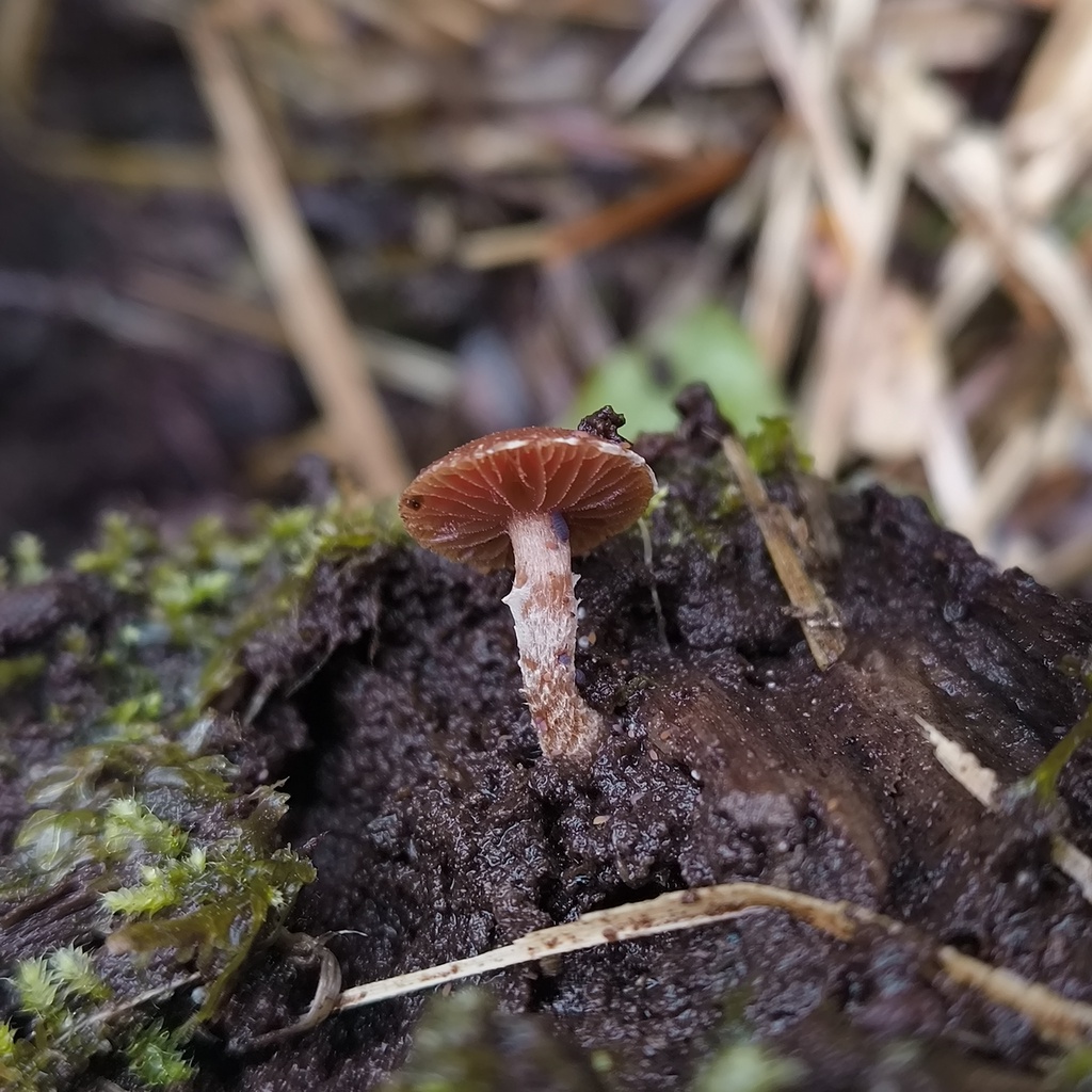 Tubaria · October 2025 · photo: © zedt (iNaturalist, cc-by)