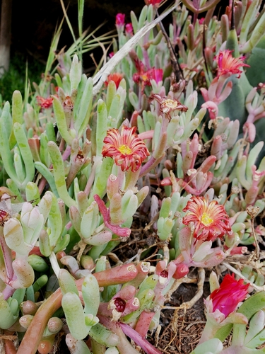 Carmine Fingerfig (Malephora purpureocrocea)