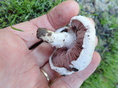 Agaricus