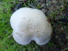 Agaricus
