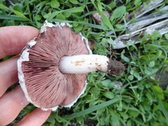 Agaricus