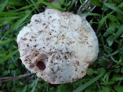 Agaricus