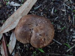 Agaricus arorae