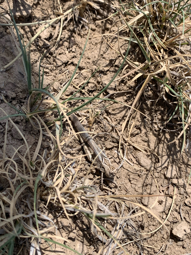 Platte Range Grasshopper