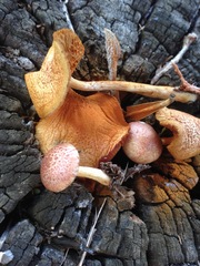 Gymnopilus thiersii