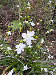 Libertia paniculata, photograph (c) Bryce Watts-Parker, some rights reserved (CC BY)