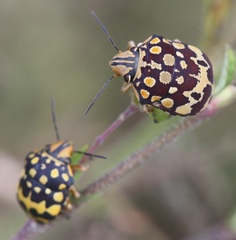 Orsilochides scurrilis