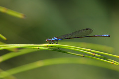 Acanthagrion quadratum